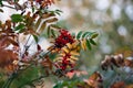 Red berries and rowan leaves Ã¢â¬â a beautiful enlarged view of a tree branch in autumn with bokeh effect Royalty Free Stock Photo